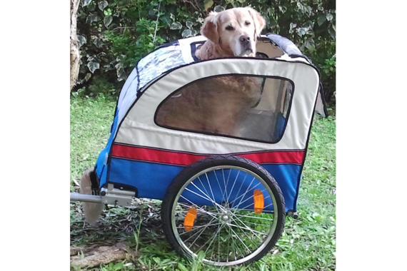 bike trailer for dog
