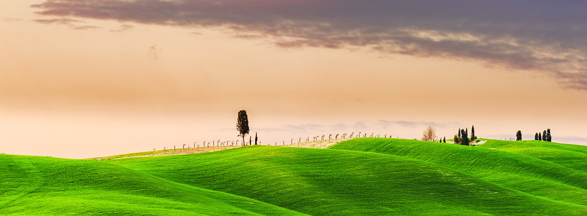 Cypresses in valdorcia